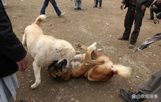 还原入侵住宅狗主被反杀过程 正当防卫之争