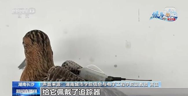 科学家发现斑尾塍鹬能穿越超强台风，它为何能不吃不喝连气儿飞完1.3万公里