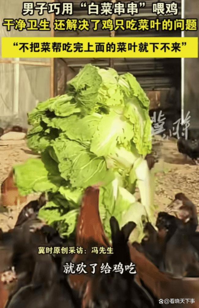 男子用“消消乐”的方法喂鸡 巧解挑食难题