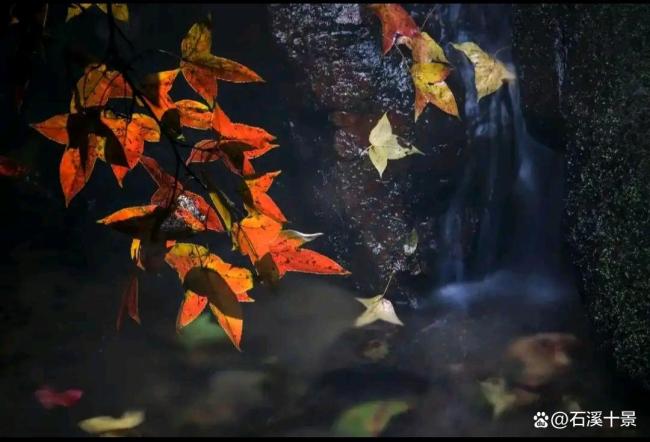 岳麓山景区红枫银杏进入最佳观赏期 秋日画卷待你来赏