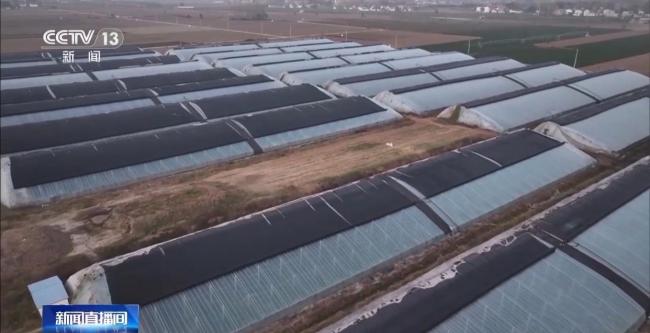 寒潮“拍了拍”南方 露地果蔬面临冻害风险