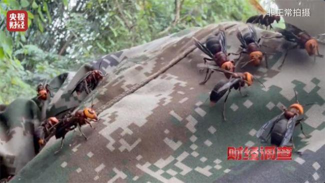 “杀人蜂”遭滥养 有人赚得盆满钵满 总台曝光