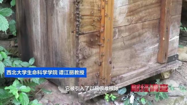 “杀人蜂”遭滥养 有人赚得盆满钵满 总台曝光