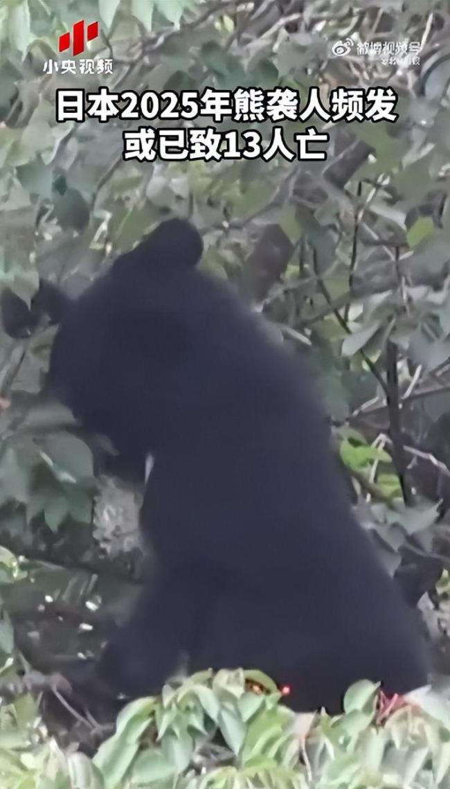 日本一个月88人遭熊袭击