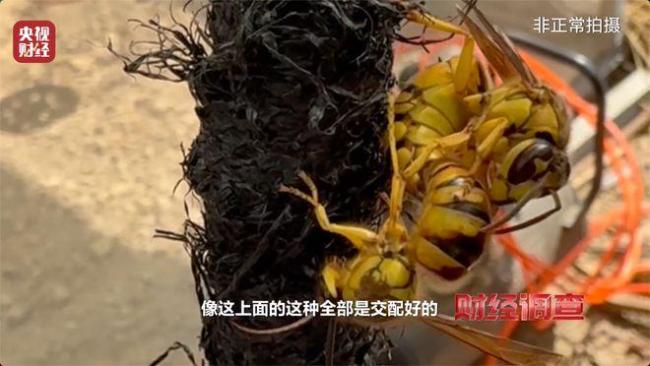 “杀人蜂”遭滥养 有人赚得盆满钵满 总台曝光