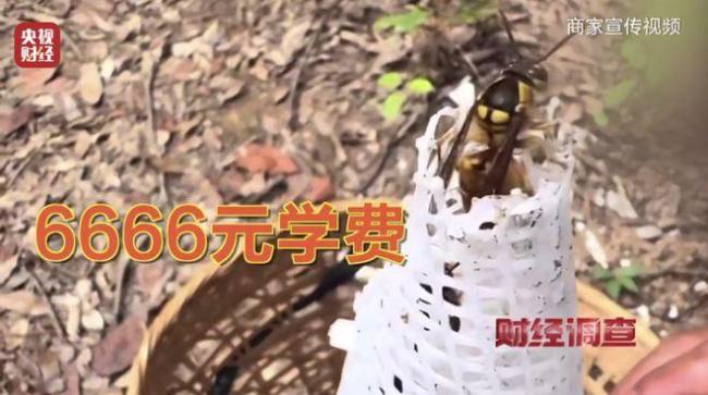 “杀人蜂”遭滥养 有人赚得盆满钵满 总台曝光