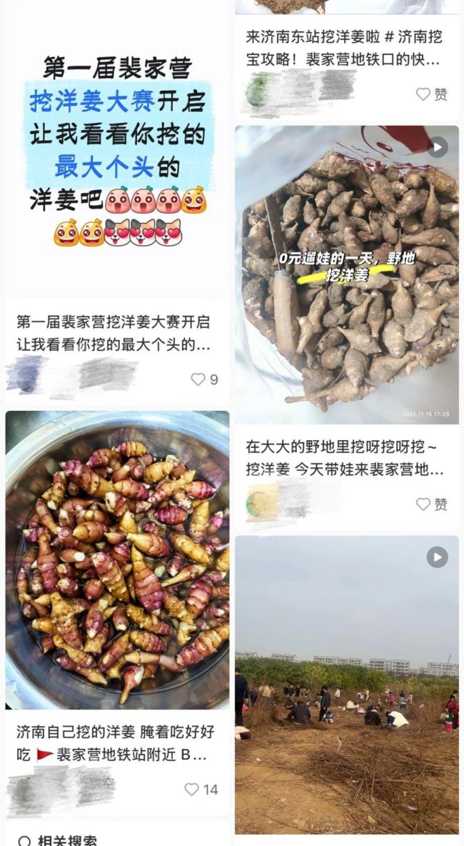 野生洋姜引上百人来挖堪比寻宝 荒地成“打卡圣地”