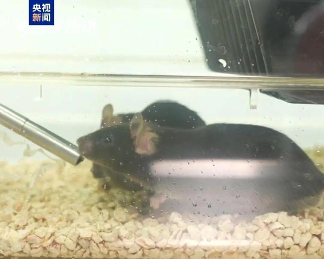 4只航天鼠已完成“超长加班”回到地球，吃上超大果冻，视频画面公布 太空生活揭秘