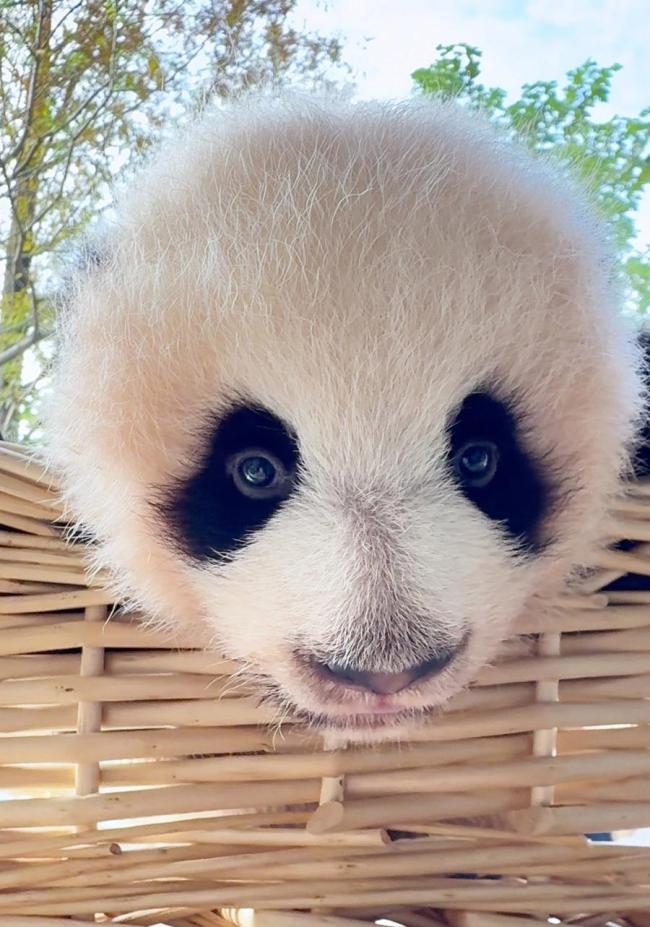 上海大熊猫“龙凤胎”名字揭晓 市民票选结果公布