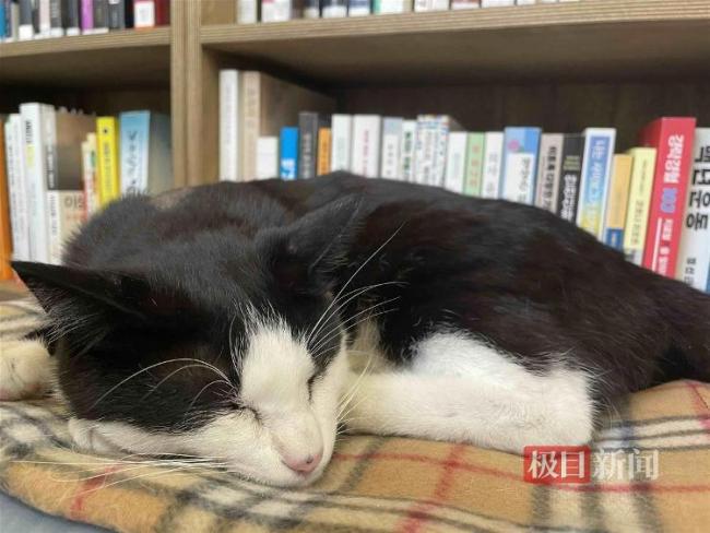 韩国前总统退休后当网红：文在寅开频道推荐书籍，专为青少年发声