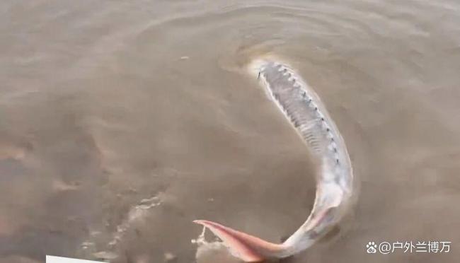 男子江边误钓疑似中华鲟立马放生 国宝级鱼类惊现水域