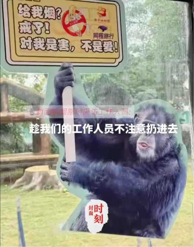 南宁动物园：网红黑猩猩正在戒烟 纠正不良习惯