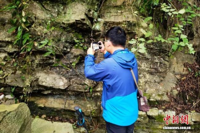 三峡库区再度发现荷叶铁线蕨野生种群 种群数量创新高