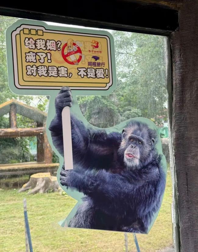 动物园回应游客拍到大猩猩抽烟 园方加强管理纠正习惯