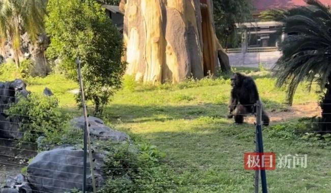 南宁动物园黑猩猩正在戒烟 纠正不良习惯