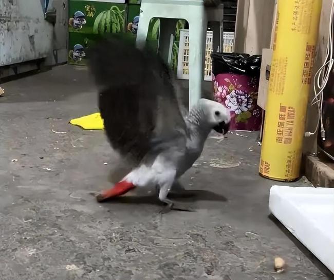 被悬赏3000元的走失灰鹦鹉已飞回 意外归来主人惊喜