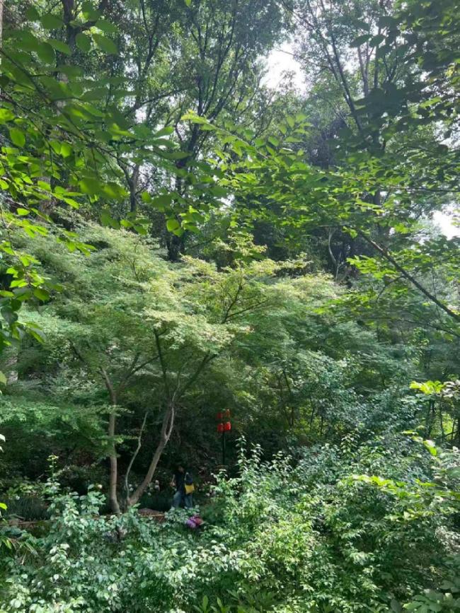 李稻葵：灵隐寺免费开放算的是大账