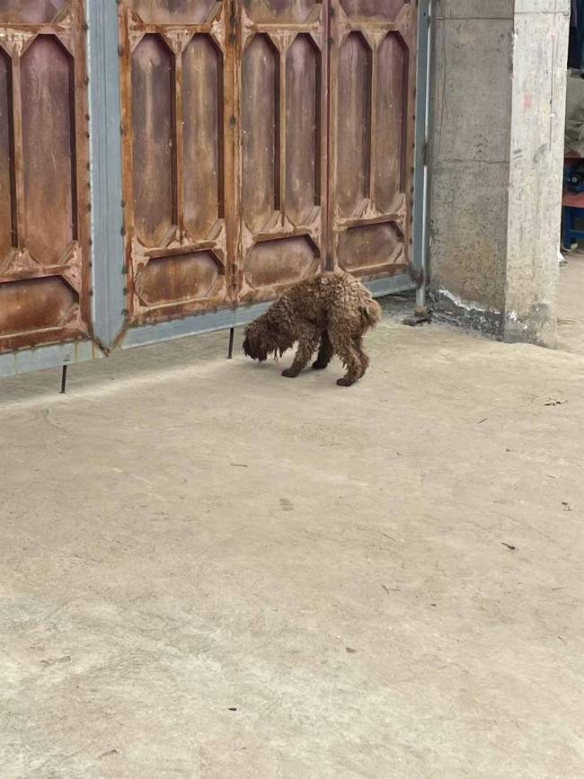 泼天流量砸中云南乡土男团bigbang 草根逆袭引关注