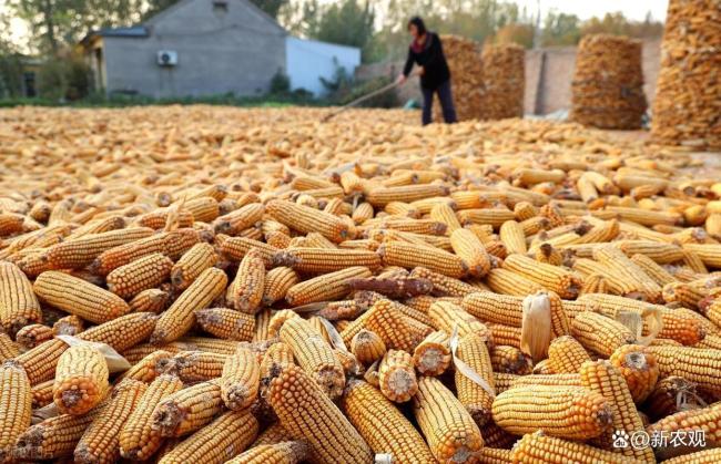 越冲高越看空?玉米越来越让人看不懂了 市场情绪反转之谜