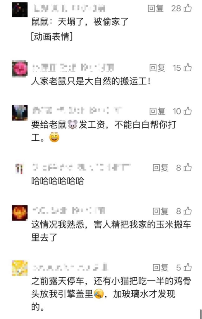 男子發(fā)現(xiàn)自家車(chē)被老鼠藏匿20斤榛子 車(chē)內(nèi)驚現(xiàn)“榛子倉(cāng)庫(kù)”