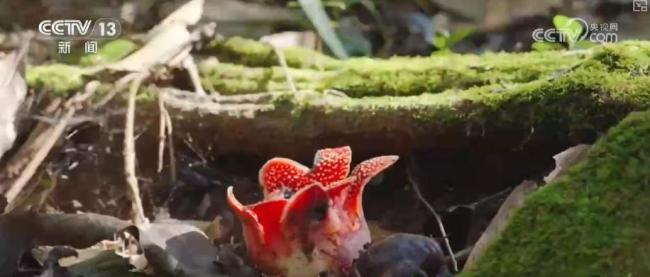 珍稀植物“寄生花”連續(xù)3年如期綻放 生態(tài)系統(tǒng)健康指示