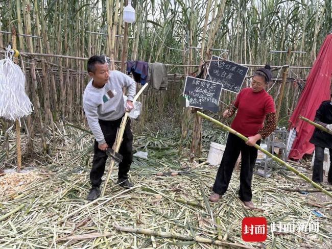 现实版“偷甘蔗”为什么这么火 创意玩法吸引众多人参与