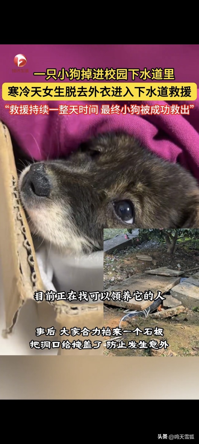 小狗掉下水道 女生脱衣下水救援!