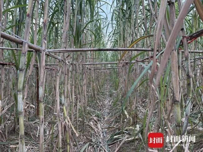 眉山“偷甘蔗”活動爆火 增設(shè)入場費仍游客激增