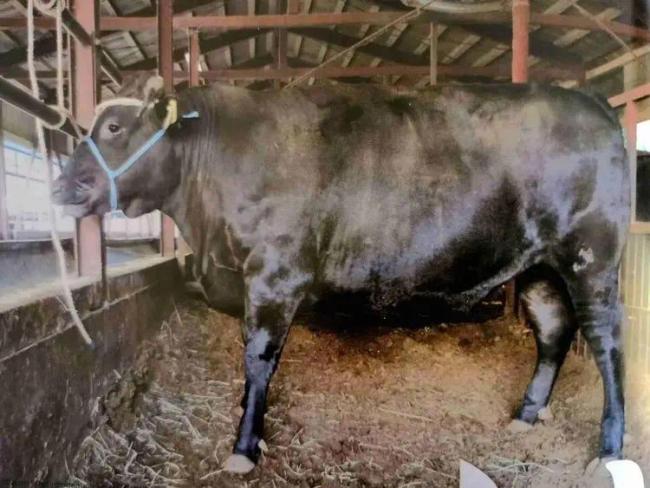 苦等24年未能進入中國：日本和牛神話，徹底破滅