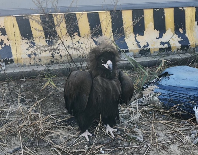 青岛一市民家中惊现秃鹫：翼展近3米、体重达十七八斤