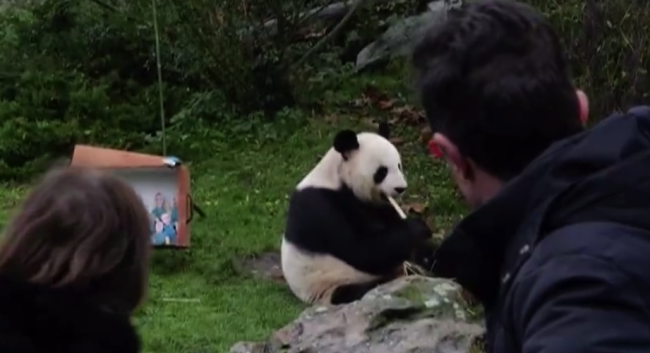 2只旅法中國(guó)大熊貓13年后啟程回國(guó) 法國(guó)民眾冒雨排隊(duì)送別