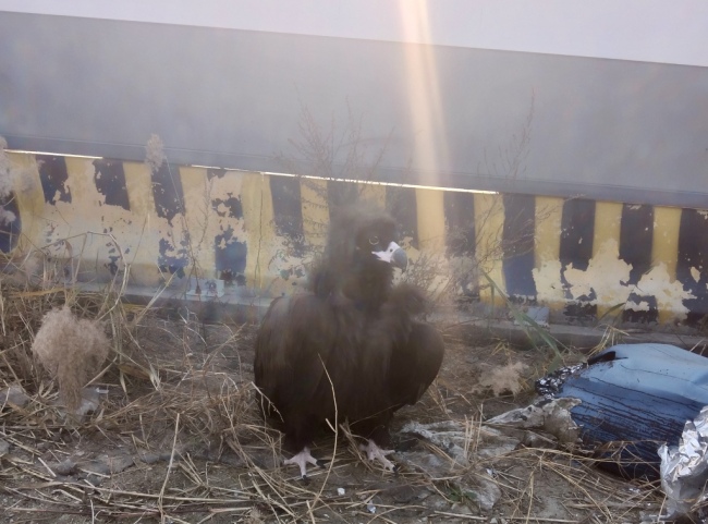 青岛一市民家中惊现秃鹫：翼展近3米、体重达十七八斤