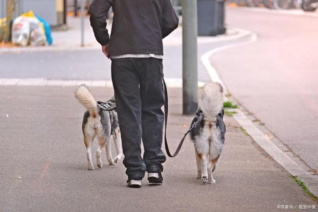 遛狗新規(guī)來了養(yǎng)犬人注意 文明養(yǎng)犬新階段