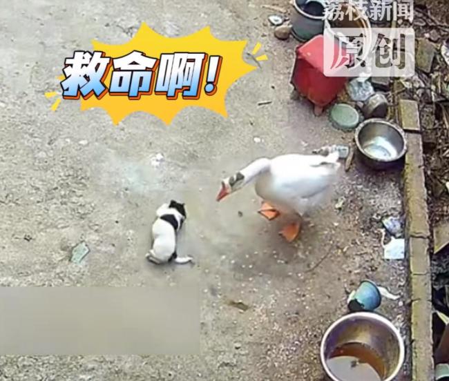 大鹅霸凌狗崽被狗崽一家咬死,网友却吵翻了!