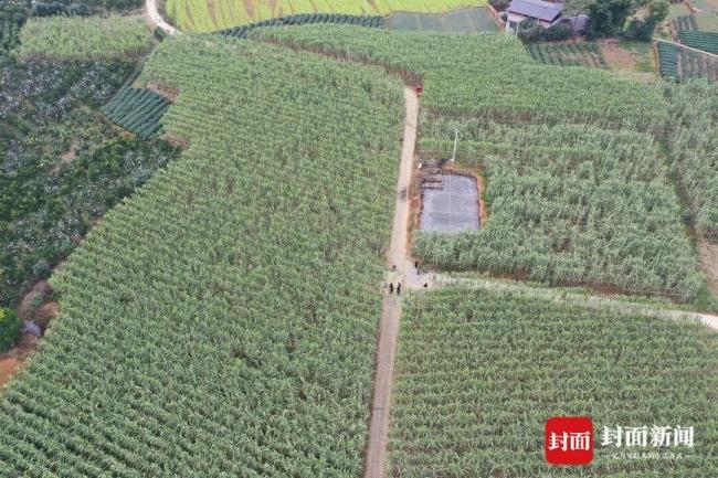 真人版“偷甘蔗”农场火了 体验童年乐趣