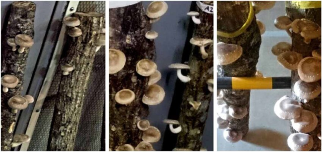 大晚上的，为什么不让火龙果睡觉？