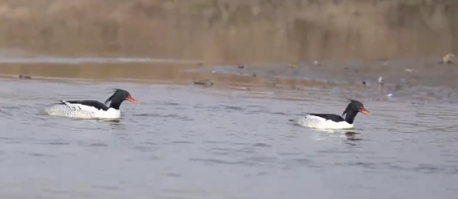 洛河宜阳段发现珍稀中华秋沙鸭群,灵动风景添新篇