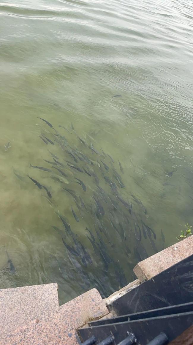 深圳灣公園現(xiàn)違規(guī)“錨魚” 偷釣者與執(zhí)法人員周旋