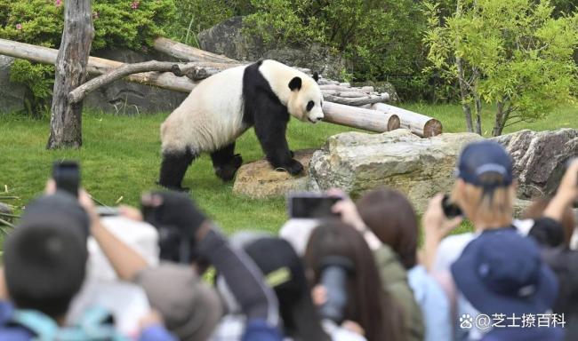 日本民众排队送别大熊猫 半个世纪的温柔告别