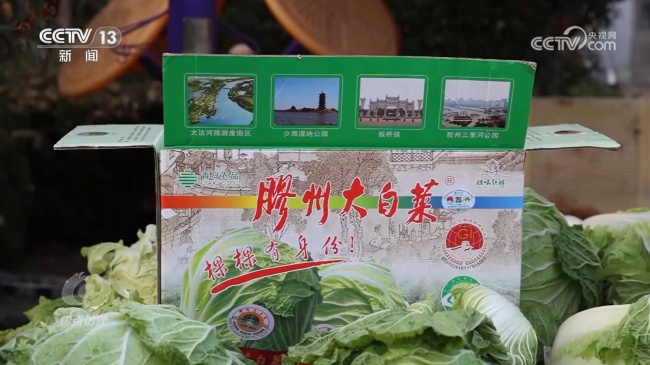 从胶州大白菜看地理标志保护 假冒乱象频发
