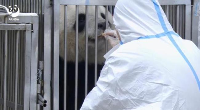 马克龙将访华 还想要大熊猫 推动中法战略合作