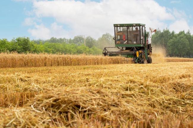 小麥持續(xù)堅挺！11月27日小麥報價 漲跌互現(xiàn)調(diào)整中