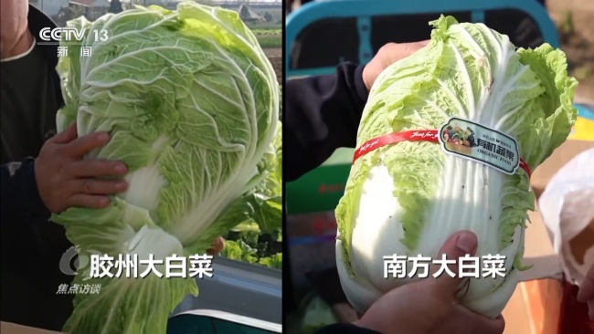 從膠州大白菜看地理標(biāo)志保護 假冒亂象頻發(fā)