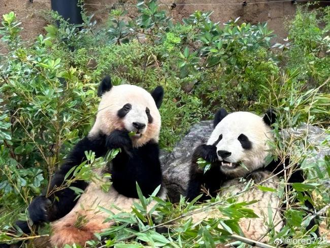 日本人求中國(guó)租大熊貓 經(jīng)濟(jì)與情感的雙重紐帶