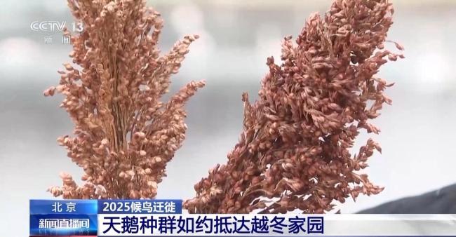 越冬候鳥如約抵達北京各大濕地 生態(tài)改善迎“貴客”