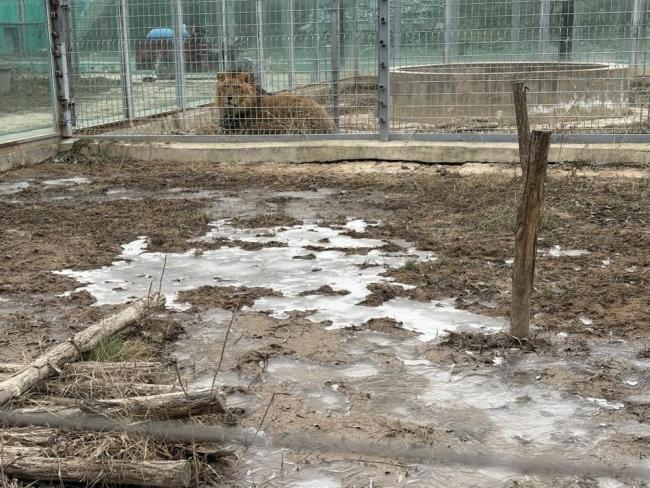 延安一動(dòng)物園圍墻倒塌遭水漫數(shù)月:籠舍泡水后結(jié)冰，獅熊等過(guò)冬遇困 安全隱患亟待解決