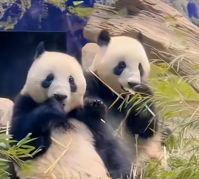 日本人求中國(guó)租大熊貓 經(jīng)濟(jì)與情感的雙重紐帶