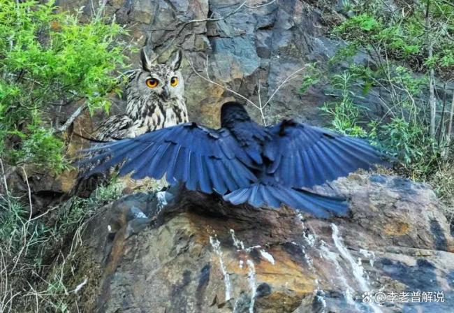 北京天壇公園現(xiàn)烏鴉輪番圍攻雕鸮，為何會(huì)爆 生態(tài)防御本能顯現(xiàn)