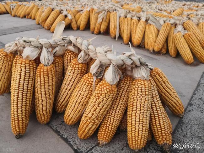 托底的来了，玉米大跌不了 政策收购支撑市场