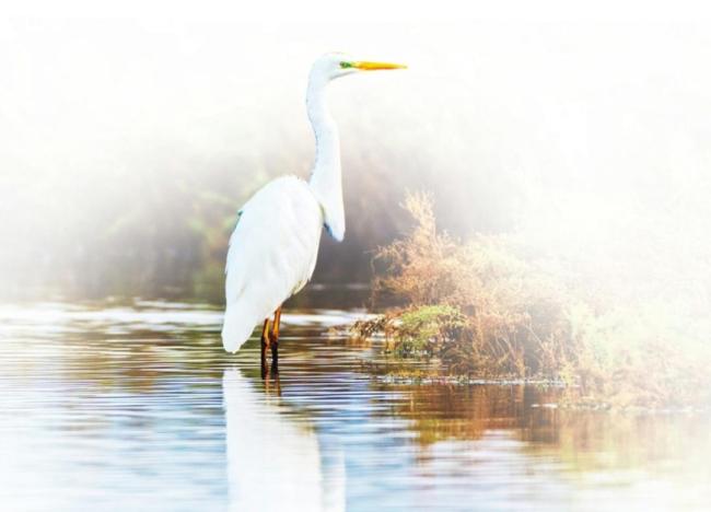 候鳥“組團(tuán)”來山西越冬 生態(tài)美景迎飛羽